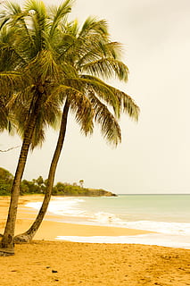 Palm Beach, Guadeloupe, palmier, plajă, mare, nisip, copac, scenics, apă, teren, cer, climat tropical, frumusețe în natură, plantă, scenice - natura, liniște, natură, o scenă liniștită, creştere, orizont, orizontul peste apă, nici o persoana, în aer liber, palmier de cocos, copac tropical, frunza de palmier, 4K, CC0, domeniu public, fără drepturi de autor