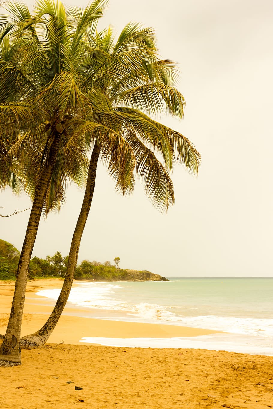 Palm Beach, Guadeloupe, palmier, plajă, mare, nisip, copac, scenics, apă, teren, cer, climat tropical, frumusețe în natură, plantă, scenice - natura, liniște, natură, o scenă liniștită, creştere, orizont, orizontul peste apă, nici o persoana, în aer liber, palmier de cocos, copac tropical, frunza de palmier, 4K
