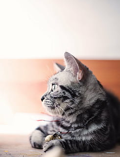 gatito gris, gris, atigrado, gato, gatito, animal, mascota, difuminar, Gato domestico, mascotas, animales domesticos, un animal, temas de animales, felino, sentado, nadie, adentro, mamífero, nacional, relajación, de cerca, vertebrado, bigotes, centrarse en primer plano, descansando, mirando, enfoque selectivo, cabeza de animal, vista de perfil, 4K