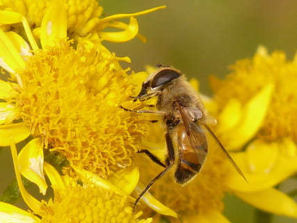sis, bal arısı, çamur, eristalis tenax, sis arı, çamur arısı, hoverfly, arnika, arnica montana, tıbbi bitki, çiçek, Çiçek açmak, bitki, bitki örtüsü, Sarı, bir hayvan, hayvan temaları, vahşi hayvanlar, hayvan yaban hayatı, böcek, çiçekli bitki, hayvan, kırılganlık, omurgasız, çiçek kafa, doğada güzellik, taçyaprağı, Güvenlik açığı, tazelik, büyüme, tozlaşma, insansız, polen, açık havada, 2K, CC0, kamu malı, telif ücretsiz