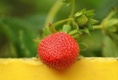 vermelho, fruta, seletivo, fotografia de foco, morango, maturação, Primavera, maio, uma única peça de fruta, a frescura, saúde, Comida, doce, jardim, a fruta vermelha, comendo, natureza, Alimentação saudável, comida e bebida, frutos de baga, frescura, bem-estar, fechar-se, ninguém, maduro, fruta tropical, lichia, plantar, focar em primeiro plano, crescimento, dia, cor verde, cor saturada, 2K, CC0, domínio público, royalty free