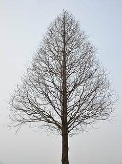 stående, naken, trefoto, tre, visnet, gren, vinter, ingen blader, silhouette, ensom, himmel, bare tre, anlegg, natur, stamme, trestamme, lav vinkel visning, skjønnhet i naturen, ingen folk, klar himmel, naturskjønnhet - natur, ro, dag, utendørs, kaldtemperatur, land, ikke-urbane scene, død plante, 4K, CC0, offentlig domene, opphavsrett gratis