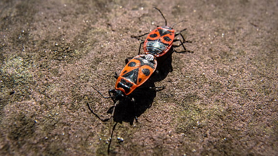 scarafaggio, insetto, macro, coleottero rosso, vicino, pietra, natura, simbolo, paio, amore, temi animali, fauna selvatica, animale, animali allo stato selvatico, invertebrato, un animale, giorno, nessuno, avvicinamento, vista dall'alto, all'aperto, messa a fuoco selettiva, zoologia, terra, 2K, CC0, dominio pubblico, privo di copyright