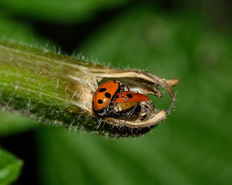 escarabats, marieta, macro, insectes, reproducció, invertebrat, insecte, temes d'animals, fauna animal, animal, animals a la natura, primer pla, un animal, escarabat, naturalesa, part de la planta, full, enfocament selectiu, cap gent, dia, planta, centrar-se en primer pla, a l'aire lliure, color verd, petit, 2K