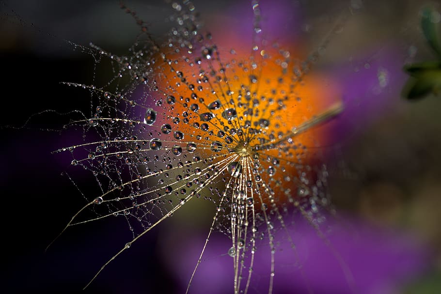 Makroaufnahme, Spinnennetz, Löwenzahn, Makro, Tropfen, Wasser, Pflanze, nass, Färbung, Natur, Nahansicht, abstrakt, Sommer-, Blume, fallen, lila, mehrfarbig, keine Leute, Hintergründe, Zerbrechlichkeit, Verletzlichkeit, Schönheit in der Natur, Fokus auf den Vordergrund, blühende Pflanze, draußen, Frische, Tau, Vergrößerung, Regen, Regentropfen, Licht, Komplexität, 5K
