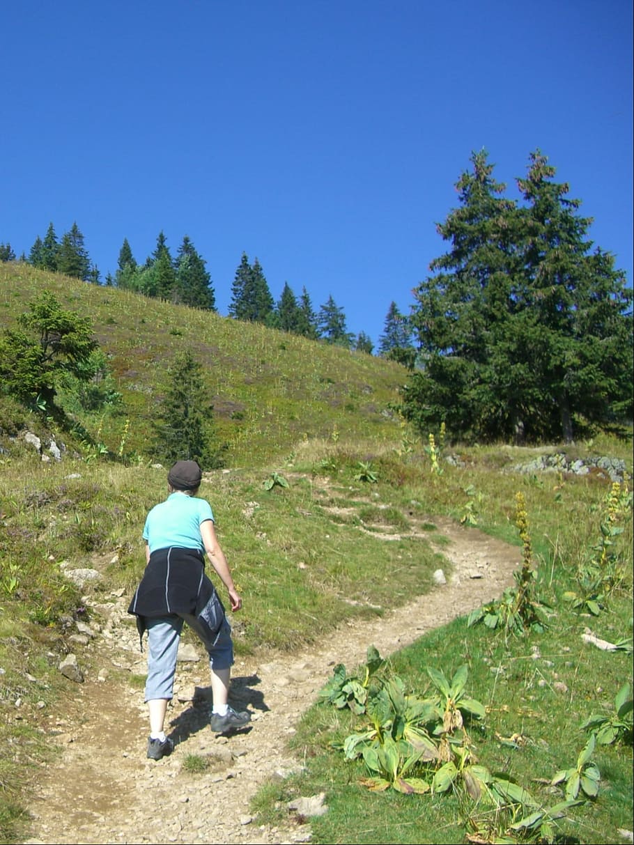 sentiero, migratorio, stretto, percorso migratorio, wadeln stretto, sentiero di montagna, pista, lontano, escursione, escursioni a piedi, vagabondo, donna, ragazza, giovane e bella, già 60, passo infantile, energico, potente, verde, pianta, Genziana, erba, albero, alberi, cielo, blu, feldberg, foresta Nera, paesaggio, solo un uomo, una persona, Solo uomini, a piedi, solo adulti, retrovisore, persone reali, lunghezza intera, attività di svago, stili di vita, uomini, natura, giorno, terra, scena non urbana, abbigliamento casual, bellezza nella natura, crescita, colore verde, all'aperto, 1080P