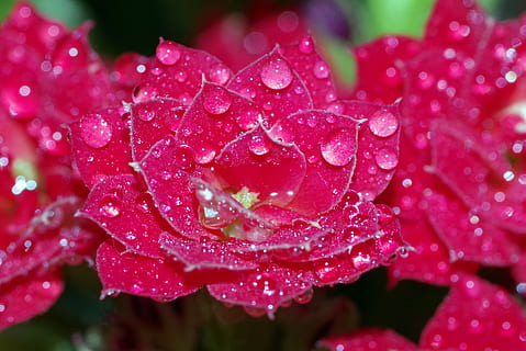 Rosa, gotes, flor, gerds, vermell, aigua, brilli, macro, primer pla, planta, verd, naturalesa, humit, pluja, tassa, els pètals, tirar, frescor, creixement, bellesa a la natura, cap gent, vulnerabilitat, color rosa, fragilitat, full, part de la planta, planta amb flors, rosada, gota de pluja, temporada de pluges, a l'aire lliure, puresa, cap de flor, 4K, CC0, domini públic, lliure de regalies