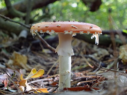 bosc, agarica de mosca, vista lateral, macro, bolets, fong, vegetals, menjar, creixement, planta, terra, naturalesa, primer pla, dia, cap gent, bellesa a la natura, arbre, centrar-se en primer pla, tardor, fragilitat, bolet agàric de mosca, vulnerabilitat, a l'aire lliure, toadstool, verinós, 2K, CC0, domini públic, lliure de regalies