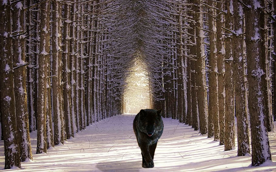 nero, grigio, lupo, a piedi, sentiero, foresta, animali selvaggi, predatore, canis lupus, natura, animale, carnivori, cacciatore, animale da soma, mistico, cane alfa, la neve, Attenzione, selvaggio, fotomontaggio, foresta invernale, inverno, un animale, temperatura fredda, mammifero, temi animali, albero, vertebrato, nevicando, animali domestici, domestico, pianta, retrovisore, terra, nessuno, canino, bosco, treelined, tempo estremo, vestiti caldi, 1080P