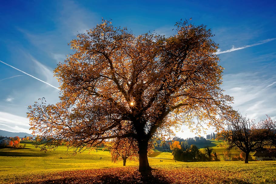 Castanho, árvore, meio, Campo de grama, árvore folheada marrom, parque, campo, grama, azul, céu, plantar, outono, beleza na natureza, natureza, panorama, terra, scenics - natureza, cena tranquila, mudança, tranquilidade, cena não urbana, meio Ambiente, crescimento, luz solar, nuvem - céu, idílico, ninguém, ao ar livre, coleção de outono, 5K