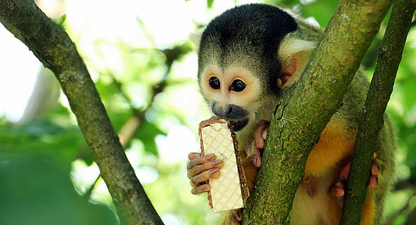 monkey eating biscuit, squirrel monkey, monkey, äffchen, exotic, primate, curious, cute, animal, creature, climb, mammal, nature, animal world, wildlife photography, tree, brown, black, brown black, herr nilson, biscuit, eat, one animal, animal themes, plant, branch, vertebrate, focus on foreground, animal wildlife, day, tree trunk, animals in the wild, no people, trunk, close-up, outdoors, animal head, 4K, CC0, public domain, royalty free