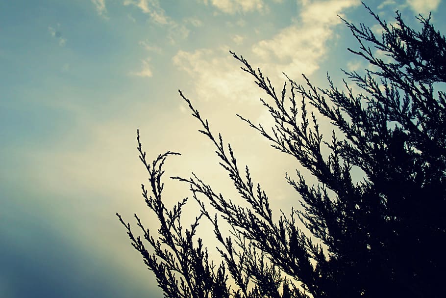 pi, arbre, branca d'un arbre, naturalesa, pi, arbre, branca, verd, Nadal, bosc, decoració, avet, hivern, temporada, festa, blanc, curs, pins, celebració, nou, estacional, fusta, decoratiu, desembre, targeta, disseny, alegre, coníferes, natural, ornament, paisatge, forma, tradicional, picea, de fulla perenne, cel, a l'aire lliure, estiu, planta, blau, posta de sol, herba, silueta, llum solar, cap gent, núvol - cel, vista d’angle baix, bellesa a la natura, creixement, tranquil·litat, dia, escena tranquil·la, escenics - natura, arbre nu, escena no urbana, 4K