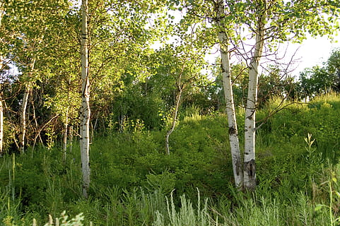 bedoll, brkenwald, arbres, arbre, planta, color verd, creixement, terra, bellesa a la natura, bosc, tranquil·litat, tronc de l'arbre, tronc, naturalesa, dia, escena tranquil·la, cap gent, herba, escenics - natura, escena no urbana, a l'aire lliure, exuberant fullatge, fullatge, pantà, 2K, CC0, domini públic, lliure de regalies