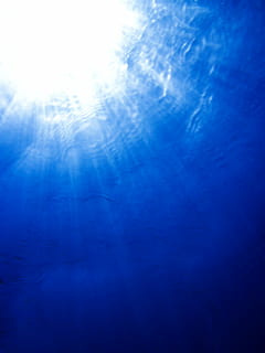 untitled, below, beneath, blue, deep, dive, diving, light, ocean, scuba, sea, sun, surface, under, underwater, water, solar, background, texture, abstract, undersea, nature, backgrounds, no people, animal wildlife, animals in the wild, animal themes, beauty in nature, animal, tranquility, seascape, sea life, swimming, marine, dark blue, 4K, CC0, public domain, royalty free
