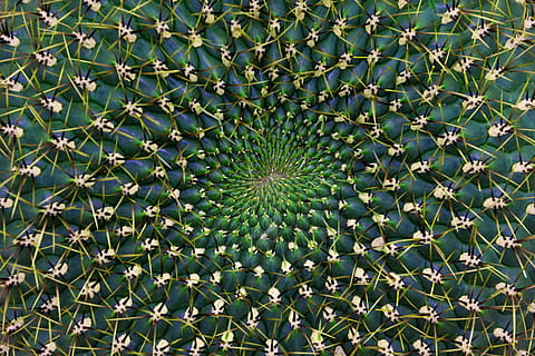 kaktus, pola, duri, dekat, spiral, struktur, berduri, Latar Belakang, flora, hijau, periwinkle, abstrak, kartu ucapan, dekorasi, alam, menanam, warna hijau, botani, merapatkan, musim panas, bunga, bingkai penuh, tanaman sukulen, tidak ada orang, pertumbuhan, hari, keindahan di alam, tajam, di luar rumah, tampilan sudut tinggi, daun, runcing, berwarna pirus, 4K, CC0, domain publik, bebas royalti
