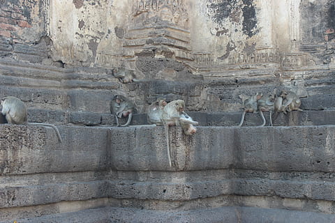 singe, en mangeant, les poux, parmi, somnolent, temple, groupe, primates, gris, béton, surface, mur, pierre, bâtiment, mammifère, art et Artisanat, architecture, groupe d'animaux, personne, représentation, journée, structure construite, l'histoire, solide, le passé, artisanat, en plein air, représentation humaine, ancien, sculpture, la nature, vertébré, la civilisation ancienne, 5K, CC0, domaine public, libre de droits