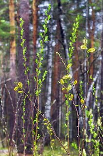 forår, ark, blade, natur, træ, grøn, blomster, grønne blade, greens, tæt på, flor, plante, blomst, træer, levende natur, afdeling, forlader grønt, knop, Skov, udendørs, vækst, skønhed i naturen, dag, ingen mennesker, jord, fokus på forgrunden, ro, grøn farve, plantestamme, sollys, blad, Mark, blomstrende plante, 4K, CC0, offentligt domæne, royaltyfrie
