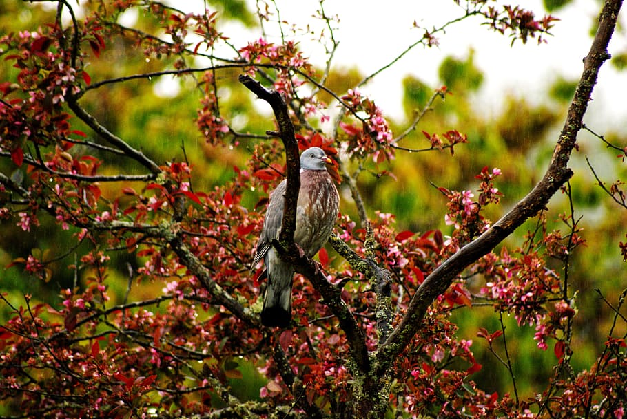 ocell, colom, arbre, primavera, primavera, pluja, arbre, primavera, pluja, naturalesa, animal, branca, vida salvatge, bosc, a l'aire lliure, animals a la natura, bec, bellesa a la natura, posat, fauna animal, cap gent, vertebrats, temes d'animals, un animal, planta, creixement, dia, part de la planta, full, centrar-se en primer pla, 4K