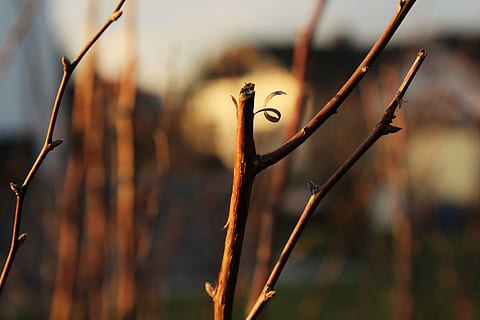 Ast, Herbst, Baum, Natur, Sonne, braun, Blätter, Pflanze, Licht, rot, ästhetisch, Luft, Fokus auf den Vordergrund, Nahansicht, keine Leute, Tag, trocken, Wachstum, Schönheit in der Natur, tote Pflanze, draußen, Ruhe, Zweig, Land, getrocknete Pflanze, Pflanzenstamm, selektiver Fokus, Wasser, Stock - Pflanzenteil, 1080P, CC0, gemeinfrei, lizenzfrei