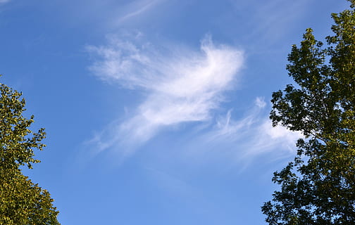 drapanie chmur, Chmura, wzór, niebo, drzewo, niski kąt widzenia, roślina, niebieski, chmura - niebo, piękno natury, Natura, spokój, żadnych ludzi, dzień, scenics - natura, wzrost, spokojna scena, światło słoneczne, zielony kolor, na dworze, scena pozamiejska, idylliczny, wierzchołek drzewa, delikatny, 4K, CC0, domena publiczna, darmowe zdjęcia