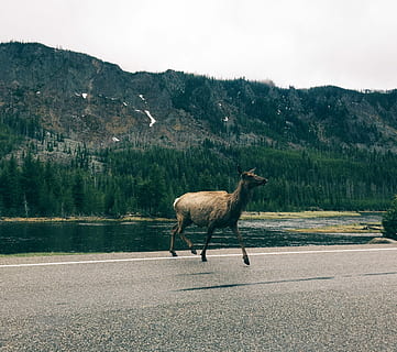 hnědý, Jelen, slunný, nebe, elk, hora, strom, řeka, les, silnice, řádek, voda, cestovat, národní park, Yellowstonský národní park, wyoming, yellowstone, volně žijících živočichů, zvíře, zvířat, savec, jednoho zvířete, přeprava, obratlovců, Příroda, nikdo, den, domácí zvířata, rostlina, krása v přírodě, pohoří, scenics - příroda, boční pohled, hospodářských zvířat, býložravý, 2K, CC0, veřejná doména, bez autorských práv