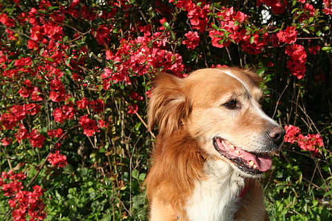 anjing, musim semi, membelai, medium, bunga-bunga, fotografi satwa liar, dekat, potret anjing, pria, ekspresi, potret hewan, indah, satu binatang, hewan peliharaan, binatang lokal, tema binatang, menanam, mamalia, lokal, hewan, bunga, tanaman berbunga, tidak ada orang, alam, memalingkan muka, hari, bertulang belakang, pertumbuhan, mencari, coklat, mulut terbuka, kepala hewan, terengah-engah, 2K, CC0, domain publik, bebas royalti