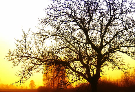 leafless tree, tree, sunrise, light, rays, beautiful, sky, clouds, orange, red, still, nature, landscape, rest, dusk, sunbeam, plant, bare tree, branch, tranquility, sunset, beauty in nature, scenics - nature, silhouette, no people, tranquil scene, outdoors, non-urban scene, orange color, clear sky, growth, idyllic, sun, 1080P, CC0, public domain, royalty free