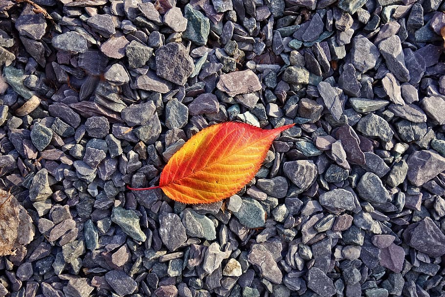 Blatt, grau, schaukelt Nahaufnahmefoto, Herbstblatt, rot, Gelb, Herbstlaub, Kieselsteine, Steine, orange Farbe, Tag, solide, Natur, High Angle View, keine Leute, Stein - Objekt, Pflanzenteil, Rock, direkt darüber, Veränderung, Nahansicht, draußen, texturiert, Kies, Rock - Objekt, Feld, Herbst, Land, Blätter, Orange, Kieselstein, 4K
