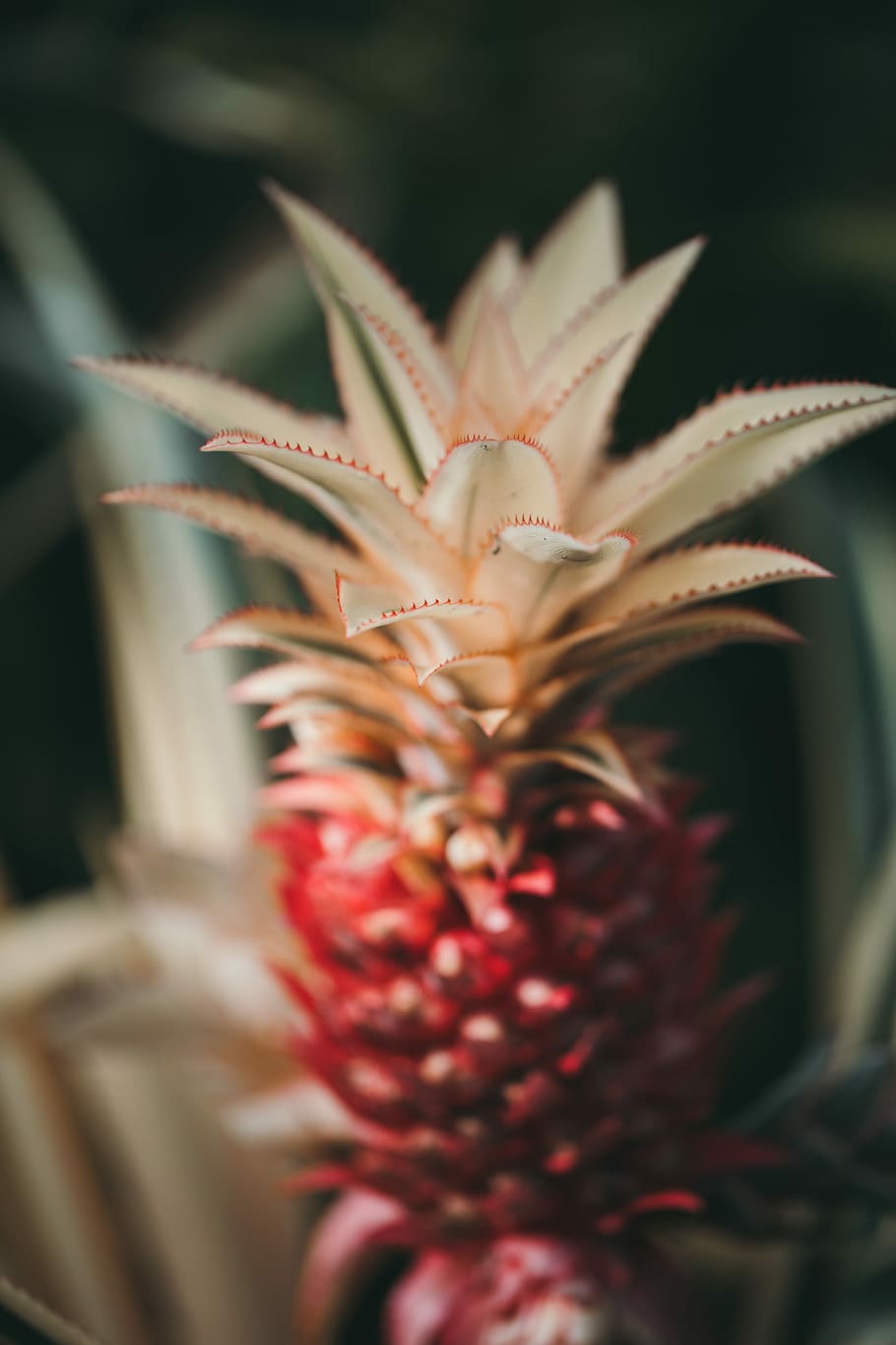 poc profund, focalitzar la fotografia, vermell, pinya, selectiu, focus, fulles, full, rosa, planta, saludable, fruita, bosc, a l'aire lliure, arbre, espina, macro, viatge de carretera, viatjar, verd, vall, fusta, creixent, creixement, planta amb flors, flor, primer pla, bellesa a la natura, frescor, cap gent, enfocament selectiu, naturalesa, vulnerabilitat, fragilitat, dia, planta suculenta, centrar-se en primer pla, inflorescència, cap de flor, pètal, planta d’aloe vera, 2K