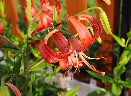 selektiv, fokus fotografie, rot, Ruhm Lilie, blühen, Blumen, Lilie, Hintergrund, Sommer-, hell, weiblich, Garten, Blumengarten, Strauß, bunt, duftend, Orange, Tiger, Blume, Pflanze, Wachstum, Natur, Blütenblatt, keine Leute, Schönheit in der Natur, blühende Pflanze, Verletzlichkeit, Nahansicht, Zerbrechlichkeit, Frische, Blütenstand, Blütenkopf, Tag, Fokus auf den Vordergrund, orange Farbe, Botanik, draußen, Pollen, 2K, CC0, gemeinfrei, lizenzfrei