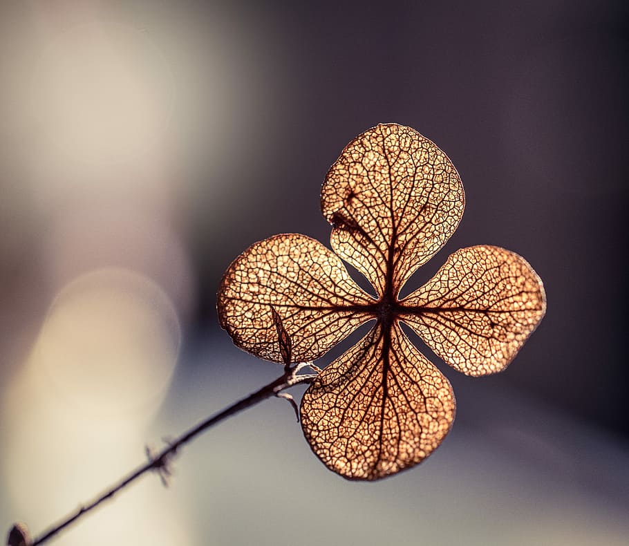 foto di messa a fuoco, Marrone, fiore di ortensia, macrofotografia, secco, vena, stelo, scheletro, retroilluminato, nessuno, pianta, natura, concentrarsi sulle conoscenze acquisite, avvicinamento, all'aperto, messa a fuoco selettiva, luce del sole, albero, modello, riflesso lente, giorno, freschezza, fragilità, decorazione natalizia, asciutto, vulnerabilità, cibo e bevande, cibo, condizione naturale, 2K
