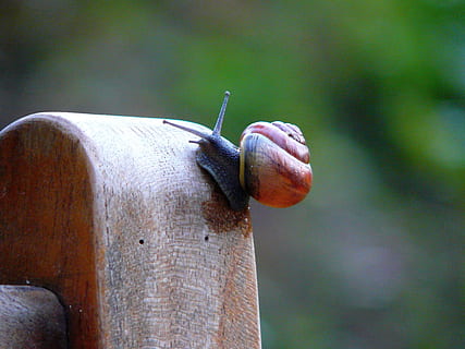 snegl, skal, tæt, snegl shell, mollusk, langsomt, natur, dyr, land snegle, snegle, fauna, dyr verden, kravle, sonde, tæt på, hvirvelløse, dyr i naturen, fokus på forgrunden, dyreliv, dyre temaer, et dyr, insekt, dag, havsnegle, udendørs, menneskelig hånd, en person, menneskelig kropsdel, hånd, 2K, CC0, offentligt domæne, royaltyfrie