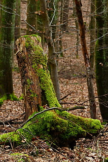 fusta, molsa, naturalesa, arbre, tribu, escorça, tardor, temporada, planta, paisatge, arrel, resistent, mort, bosc, arbre vell, registre, sucursals, branques, estètic, boscos, terra, tronc de l'arbre, tronc, color verd, dia, cap gent, tranquil·litat, bellesa a la natura, creixement, a l'aire lliure, centrar-se en primer pla, material de fusta, part de la planta, escena tranquil·la, selva tropical, 5K, CC0, domini públic, lliure de regalies