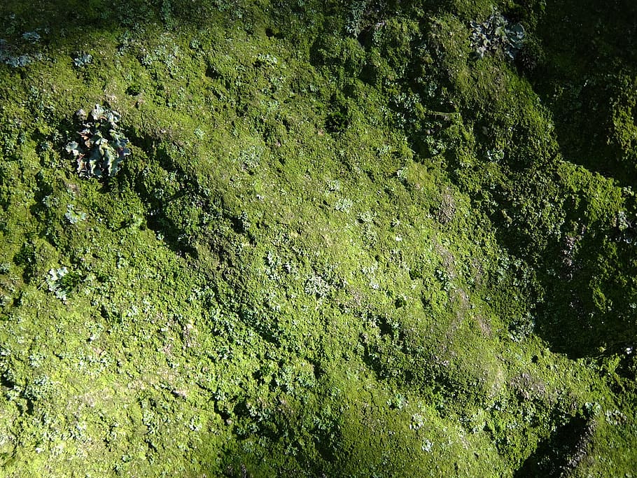 mos, lichen, sten-, makro, grøn, natur, sol, struktur, ru, i live, levende, grøn farve, plante, ingen mennesker, ro, høj vinkel visning, træ, dag, skønhed i naturen, jord, vækst, udendørs, vand, græs, løv, sollys, frodig løv, Skov, sump, 2K