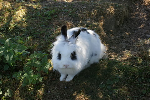lepre, coniglio, animale domestico, carina, bianca, mammifero, temi animali, un animale, animale, animali domestici, domestico, vertebrato, natura, terra, pianta, campo, nessuno, Colore bianco, giorno, vista dall'alto, all'aperto, bestiame, luce del sole, in piedi, erbivoro, 4K, CC0, dominio pubblico, privo di copyright
