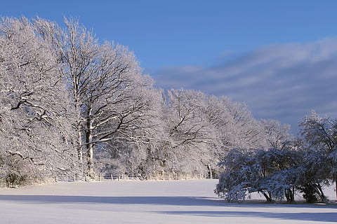vinter, sne, vinterlige, vinter skov, snedækket, træer, vinterdrøm, sne magi, hvid, frost-, isnende, kold, sne landskab, sollys, belysning, hispanic, træ, kold temperatur, plante, skønhed i naturen, Frosset, miljø, landskab, natur, scenics - natur, hvid farve, blå, himmel, rolig scene, ingen mennesker, bare træ, jord, is, udendørs, fyrretræ, nåletræ, sner, snedækket bjerg, 4K, CC0, offentligt domæne, royaltyfrie