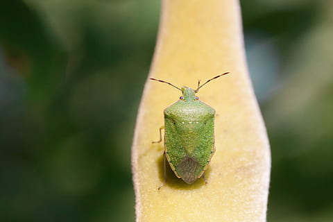 insekt, blad bug, grøn, Insecta, dyr, makro, tæt, blad, frugt, bønne, Wisteria, rengøring, ren, forben, gliederfuß, kerfe, natur, tæt på, hvirvelløse, dyre temaer, dyreliv, et dyr, grøn farve, dyr i naturen, fokus på forgrunden, dag, ingen mennesker, dyr antenne, plante, plante del, dyr kropsdel, udendørs, selektiv fokusering, 4K, CC0, offentligt domæne, royaltyfrie