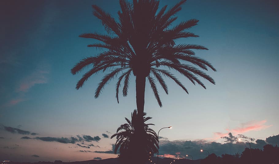 silhuet, Palmer, silhuet af træ, strand, træ, Palme træ, nat, lys, solnedgang, solopgang, landskab, natur, himmel, sommer, ferie, farve, tropisk klima, plante, skønhed i naturen, ro, ingen mennesker, lav vinkel visning, skumring, vækst, rolig scene, scenics - natur, dato palme, udendørs, sky - himmel, tropisk træ, palmblad, 5K