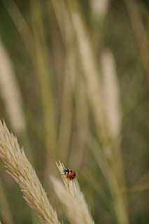 Marienkäfer, Stroh, Tiere, rot, wirbellos, Insekt, ein Tier, Tierthemen, Tierwelt, Tier, Tiere in freier Wildbahn, Pflanze, Käfer, Nahansicht, Tag, Fokus auf den Vordergrund, keine Leute, Natur, selektiver Fokus, Wachstum, Schönheit in der Natur, grüne Farbe, draußen, klein, 4K, CC0, gemeinfrei, lizenzfrei