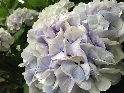 hortensia, juni, blomst, blomstrende plante, skrøbelighed, sårbarhed, skønhed i naturen, plante, kronblad, friskhed, vækst, tæt på, blomsterstand, blomsterhoved, natur, dag, hvid farve, ingen mennesker, botanik, udendørs, fokus på forgrunden, forår, lilla, flok blomster, 2K, CC0, offentligt domæne, royaltyfrie