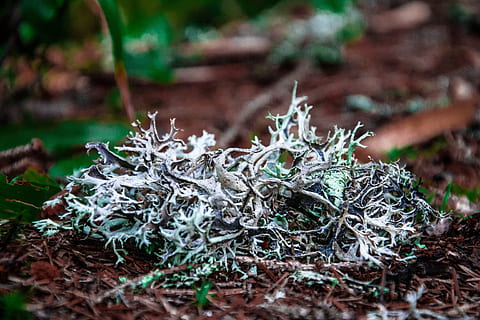 natur, ark, plante, træ, miljø, mos, krupnyj plan, skud, jord, ingen mennesker, dag, selektiv fokusering, tæt på, vækst, Mark, skønhed i naturen, plante del, grøn farve, udendørs, fokus på forgrunden, blad, græs, kold temperatur, vinter, lichen, 4K, CC0, offentligt domæne, royaltyfrie