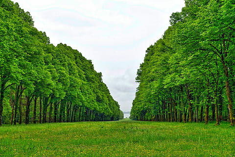 perspektiv, træer, Skov, natur, linje, grøn, træ, grøn farve, sky - himmel, landbrug, ingen mennesker, plante, vækst, skønhed i naturen, himmel, ro, rolig scene, jord, scenics - natur, græs, landskab, miljø, dag, Mark, udendørs, ikke-urbane scene, treelined, 5K, CC0, offentligt domæne, royaltyfrie