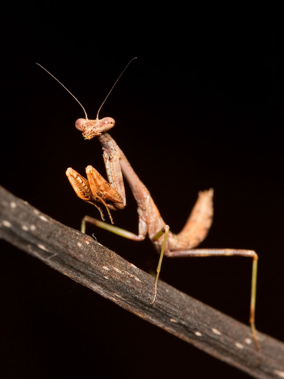 hmyz, kudlanka nábožná, nymfa, mantis, Chyba, makro, carolina mantis, stagmomantis carolina, zvířat, zvířata ve volné přírodě, jednoho zvířete, nikdo, bezobratlý, zvíře, detail, černé pozadí, část těla zvířete, noc, dřevo - materiál, studio shot, Příroda, zvířecí anténa, selektivní zaměření, venku, zoologie, 1080P