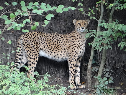 leopardo, zoo, tarea, Mira, majestuoso, fauna, salvaje, felino, animal, animal salvaje, depredador, naturaleza, Pantera negra, pantera, África, retrato, fauna silvestre, gato no domesticado, leopardo cazador, animales en la naturaleza, animales de safari, mamífero, carnívoro, Gato grande, área silvestre, caza de animales, sabana, manchado, especie en peligro, safari, guepardo africano, camuflaje, al aire libre, peligro, fauna animal, un animal, temas de animales, planta, gato, árbol, carnivora, vertebrado, nadie, día, mirando a la cámara, bigotes, 2K, CC0, dominio público, libre de derechos