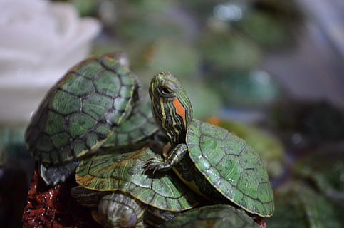 turtles, turtle, green, macro, animal, animal themes, animal wildlife, one animal, reptile, animals in the wild, vertebrate, close-up, no people, nature, plant part, leaf, day, tortoise, green color, animal body part, focus on foreground, forest, plant, animal head, tortoise shell, rainforest, 4K, CC0, public domain, royalty free