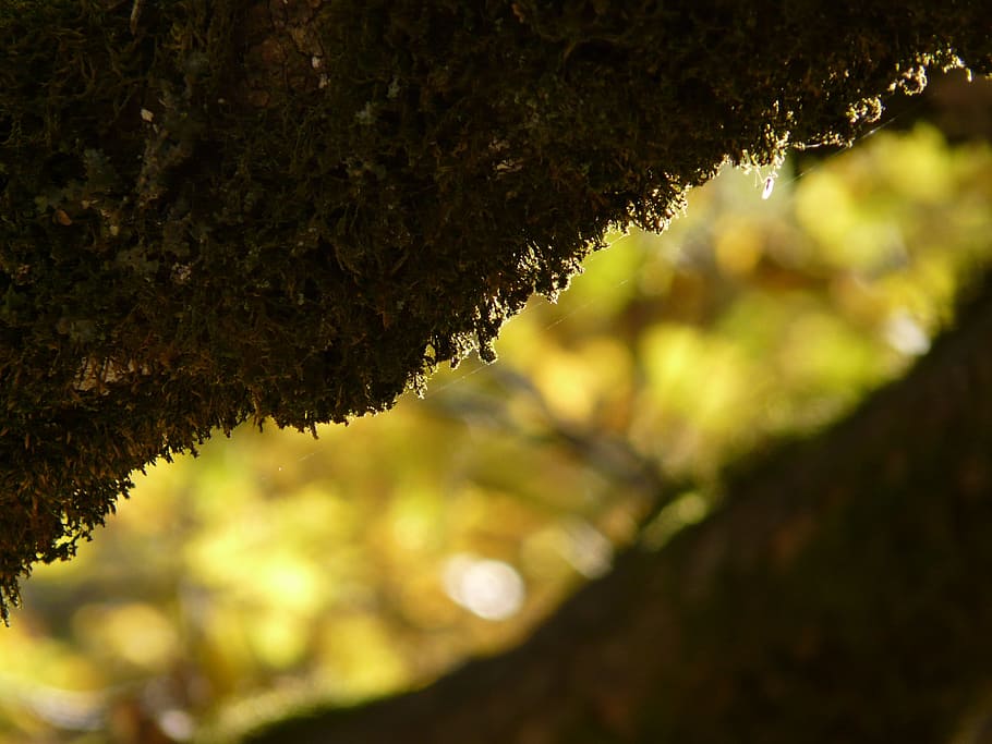 branca, molsa, arbre, llum, bemoost, ombra, naturalesa, primer pla, macro, liquen, bosc, full, tardor, bellesa a la natura, planta, centrar-se en primer pla, creixement, dia, cap gent, tronc de l'arbre, a l'aire lliure, tronc, part de la planta, tranquil·litat, llum solar, vista d’angle baix, enfocament selectiu, textura, 2K