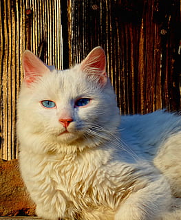white cat, cat, white, at the same time, domestic Cat, pets, animal, cute, feline, kitten, fur, domestic Animals, looking, domestic, mammal, one animal, vertebrate, portrait, no people, whisker, close-up, white color, looking at camera, animal eye, 2K, CC0, public domain, royalty free