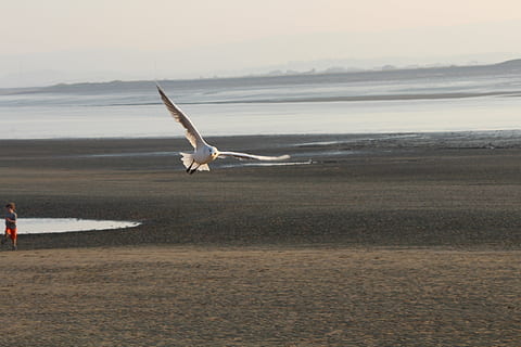 måke, flygning, Strand, flo, england, dyr i naturen, flying, dyreliv, dyre temaer, fugl, dyr, virveldyr, spre vinger, vann, ett dyr, hav, himmel, land, natur, naturskjønnhet - natur, dag, skjønnhet i naturen, utendørs, 5K, CC0, offentlig domene, opphavsrett gratis