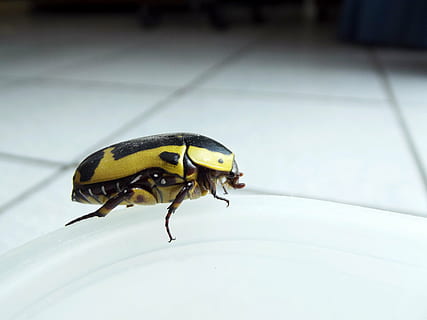 bug di frutta, scarafaggio, giallo, grande, nero, insetto, frutta, natura, animale, macro, temi animali, un animale, fauna selvatica, animali allo stato selvatico, invertebrato, avvicinamento, nessuno, concentrarsi sulle conoscenze acquisite, giorno, pavimentazione, all'aperto, vista dall'alto, lunghezza intera, messa a fuoco selettiva, 4K, CC0, dominio pubblico, privo di copyright