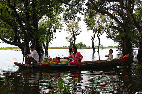 flotante, bosque, bosque flotante, verde, arboles, hermoso, bote, turistas, local, vendedor, kompong phluk, kampong, excursión, pueblos, inundado, mangle, bosque de mangle, siem cosechar, Camboya, agua, viaje, tropical, Asia, temporada, barco náutico, árbol, transporte, planta, grupo de personas, modo de transporte, sentado, naturaleza, día, gente real, actividad de ocio, río, frente al mar, hombres, gente, mujer, al aire libre, bote de remos, 2K, CC0, dominio público, libre de derechos